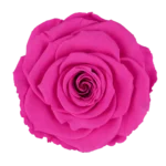 Pin 07