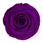 Pur 02