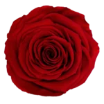 Red 02