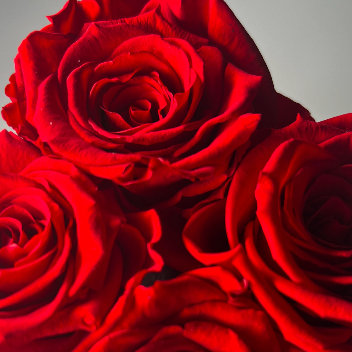 Quanto durano le rose di MyOverRose